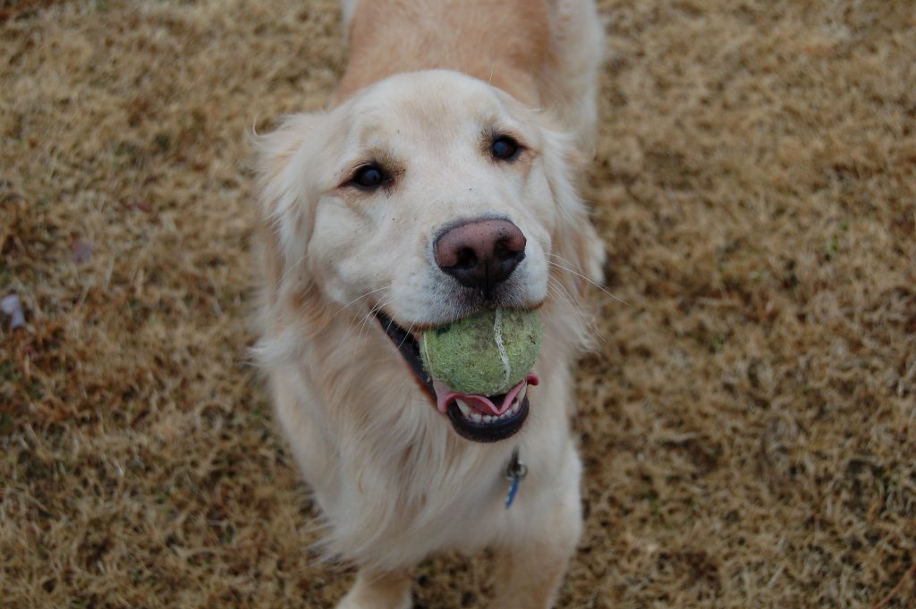 Golden retriever holding a tennis ball at Creative Dog Training