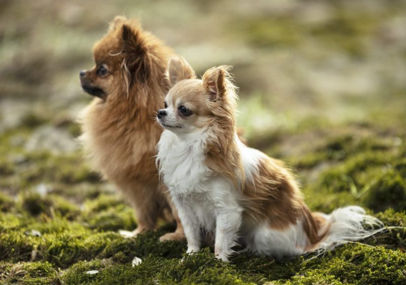 dogs-in-nature.jpg